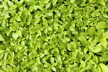 plantation of fresh aromatic small basil