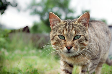 Naklejka na ściany i meble Green eyed cat staring into the camera - Cat in the garden