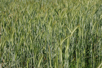 Field of  barley.