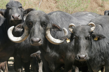 Naklejka premium Búfalo_1