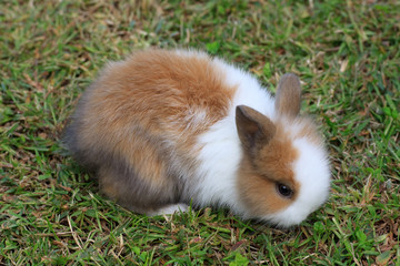 cucciolo di coniglio nano