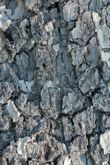 Bark of apple Tree