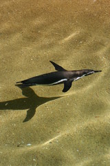 Humboldt Penguin underwater