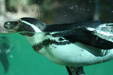 Humboldt Penguin