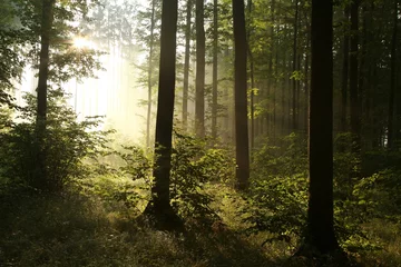 Fotobehang Helder licht dat bij zonsopgang in het mistige bos valt © Aniszewski