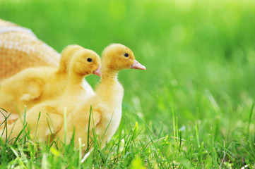three fluffy chicks