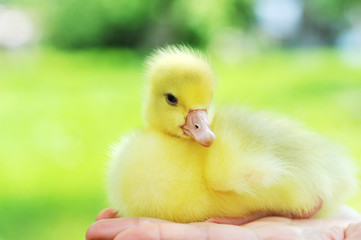 little chick