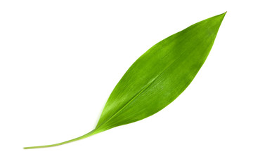 Lily of the valley leaf