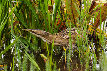 European Bittern hiding in reeds