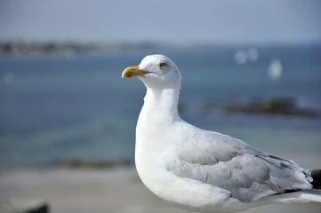 La mouette