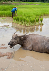 Reisfeld mit Wasserb&uuml;ffel
