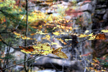 Autumn forest leaves