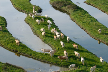 vue aérienne d'un troupeau de vaches dans le bocage