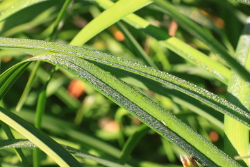 Dew Drops on the green Grass