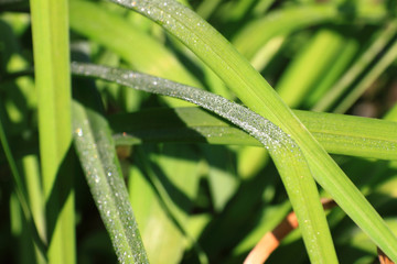 Dew Drops on the green Grass