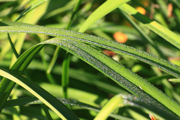 Dew Drops on the green Grass