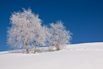 Fototapeta na wymiar Mountain panorama with white frozen tree, in a cold winter on alps. Trees covered with frost in a sunny day with blue sky.