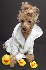 Bath Time