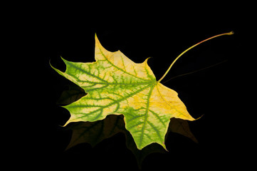 Green leaf in autumn on black background