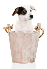 Cucciolo nel catino © Antonio Gravante