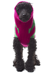 Sweater Dog