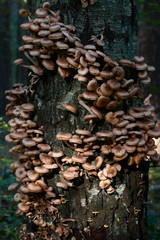 Group of mushrooms on a tree