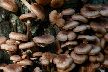 Group of mushrooms on a tree