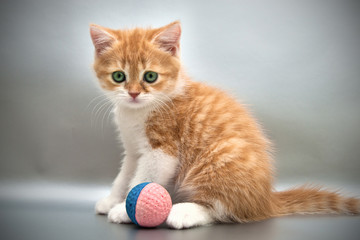 Red kitten with a ball on a gray background
