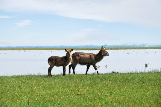 Naivasha Lake, antelopes waterbuck