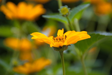 Gentle orange flower close up