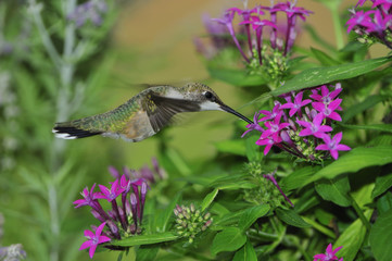 Ruby Throated Hummingbird (female)