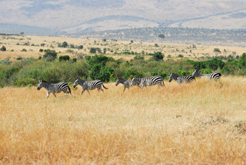 Fototapeta na wymiar Zebras herd in the savannah, Masa-Mara, Kenya