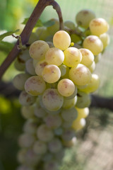 Close-up of a bunch of grapes on grapevine in vineyard. Shallow