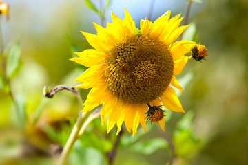 Sonnenblume Helianthus annuus auf Feld im Sommer