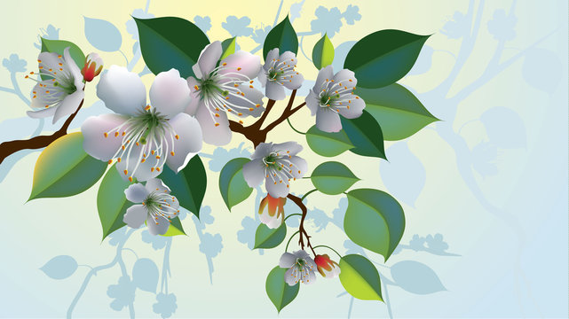 vector apple blossoms