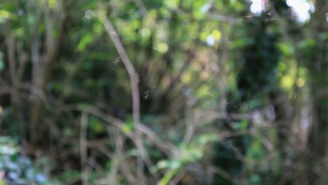 Stechm&uuml;cken im Wald
