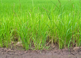 Paddy rice