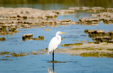 Great Egret