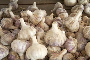 Large white bulbs of Garlic on display for sale.