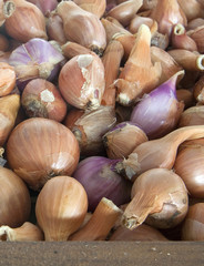 A close up of small shallots on display for sale.