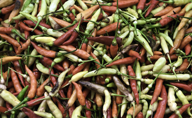 Colored Chili peppers