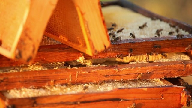 Honeybees buzz across and build a honeycomb