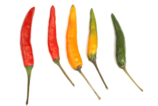 Multicoloured chili peppers © Konstantin Shevtsov