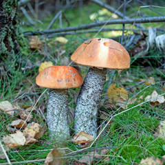Birkenrotkappe - Leccinum testaceoscabrum © M. Schuppich