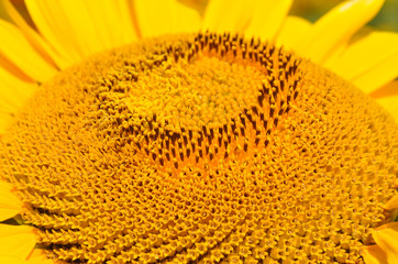 Sunflower close-up