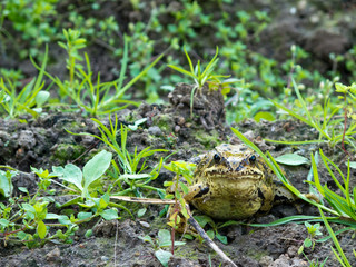 European common frog, Rana temporaria