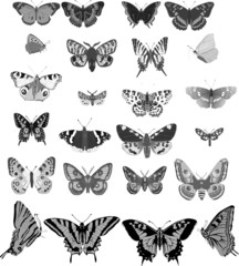 twenty four grey butterflies