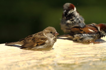 House Sparrow