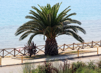 Palme an der Promenade