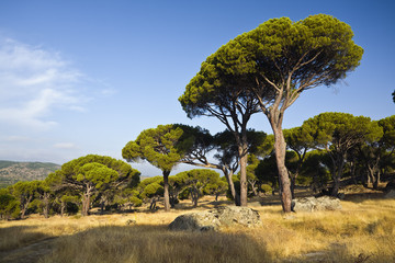 Pinos © ABUELO RAMIRO